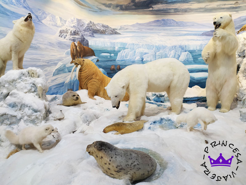 museo fauna salvaje