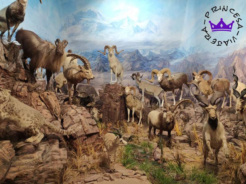museo fauna salvaje