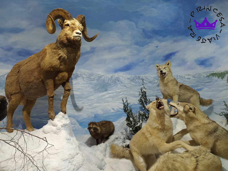 museo fauna salvaje