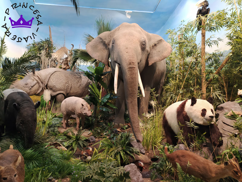 museo fauna salvaje