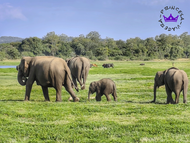 VIAJE GRUPAL A SRI LANKA EN JULIO 2027