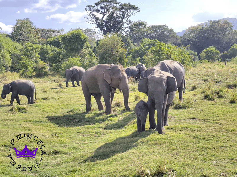 VIAJE GRUPAL A SRI LANKA EN JULIO 2027